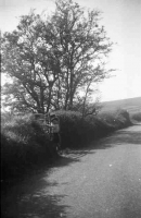 Fairy bush, near Glenhull, Co. Tyrone.