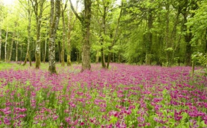 The Gardens at Lissadell Demesne